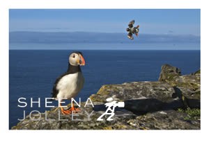 Puffin  small bird  Skellig Michael  west coast  ireland brightly coloured beaks  comical flight  clown of the sea  sea parrot  photograph Come Fly With Me .jpg Come Fly With Me .jpg Come Fly With Me .jpg Come Fly With Me .jpg